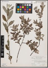 Foto von Salix cantabrica Rech. f.